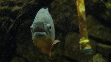 piranha närbild i akvariet video