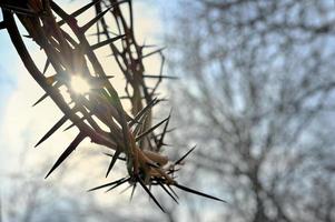 Crown of thorns and nature background