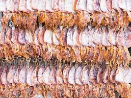 Dry squid in row for sales photo
