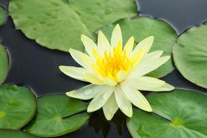 Colorful yellow water lilly in the lake photo