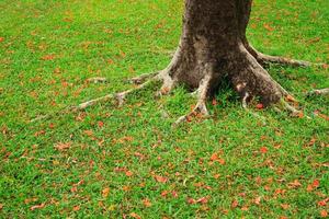 Root of tree in a lawn with orange flower photo