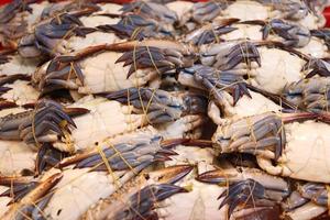 Blue Swimming Crabs fermented by fish sauce. photo