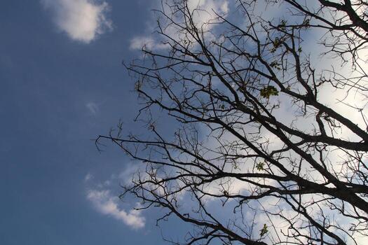 Dry branches of tree and sky background. photo
