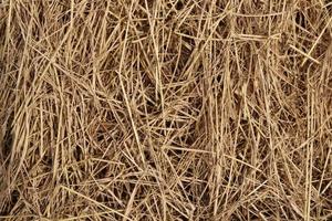 Brown hay, dry hay background. photo