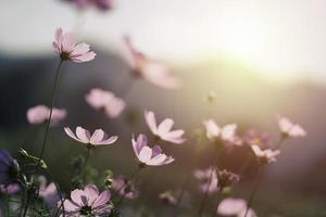 Beautiful pink cosmos flower in the garden. photo