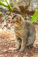 Beautiful cute cat with green eyes in tropical jungle Mexico. photo