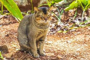 Beautiful cute cat with green eyes in tropical jungle Mexico. photo