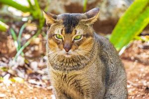 Beautiful cute cat with green eyes in tropical jungle Mexico. photo