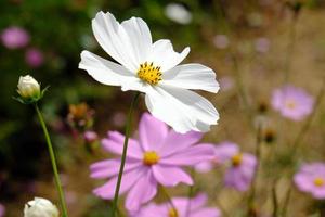 White starburst flowers with yellow stamens. photo