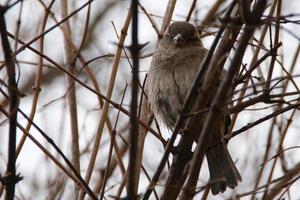 Close-up of a common sparrow bird on a branch in the bushes. photo