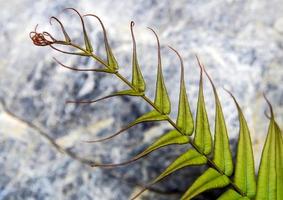 Hoja de helecho sobre fondo de piedra foto