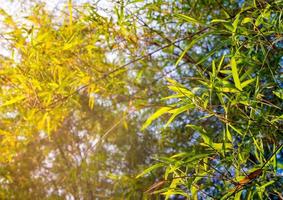 Freshness green color leaf of bamboo photo