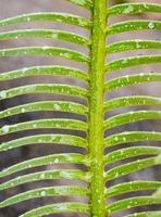 The pinnately compound leaves of Cycas siamensis plant with water droplet photo