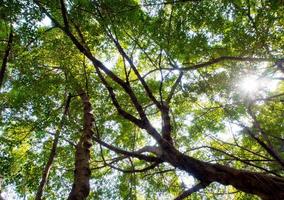 Sunlight sifting through the leaves of Banyan trees photo
