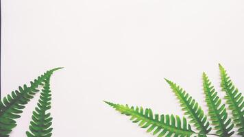 Real tropical leaves on white backgrounds.Botanical nature concepts.flat lay design photo