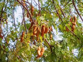 tamarindo en arbol foto