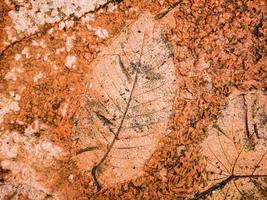 la huella de la textura de la hoja en el fondo del piso de cemento foto