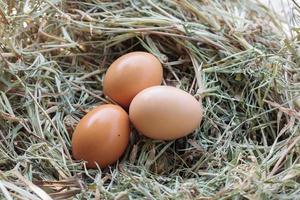 eggs in nest photo