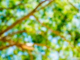 tree and branches blur nature green background photo