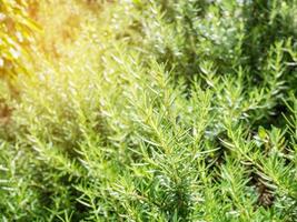 Fresh rosemary organic herb grow outdoor close up photo