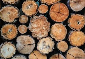 el fondo de textura de madera tiene muchos troncos que cortan de un árbol grande y un árbol pequeño foto