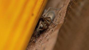 Small brown spider, close-up video