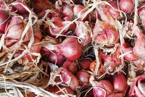 Red Onions close up photo