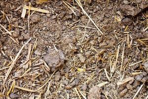 Cow manure texture background photo