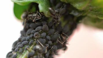 Close-up ants and aphids video