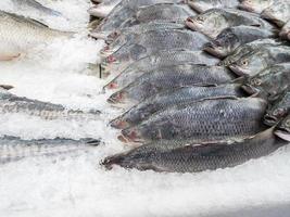 Fresh fish on ice photo