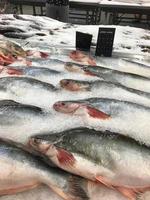 Striped catfish on ice at the fish market photo