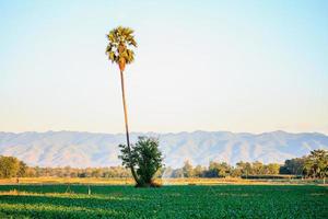 palm tree in agriculture field photo