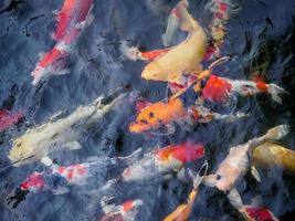 beautiful koi fish in pond photo