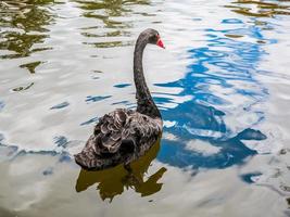 cisne negro nadando en el lago foto