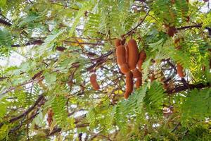 Tamarind on tree photo