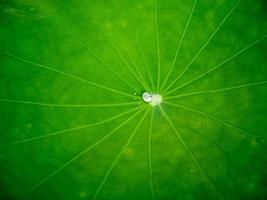 water drop on the lotus leaf photo