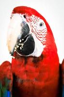 cerrar guacamayo rojo. foto