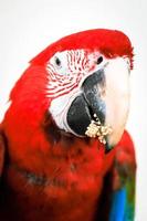 Close up red macaw. photo
