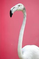 Close up white flamingo with pink background. photo