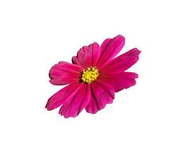 beauty fresh top view  red violet cosmos flower blooming and yellow pollen. Isolated on white background with clipping path. photo