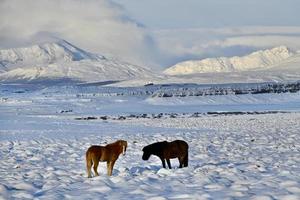 Iceland horses grazing in the snow photo