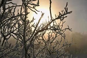 sol de contraluz a través de ramas congeladas foto