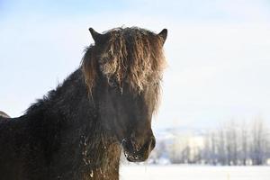 Iceland pony horse photo