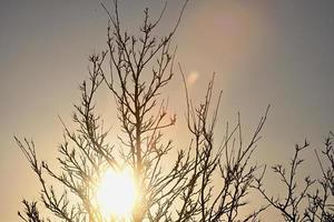 Backlighted tree branches photo