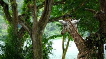 deux girafes dans la savane video