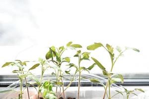 Seedlings in spring in pots on the windowsill photo