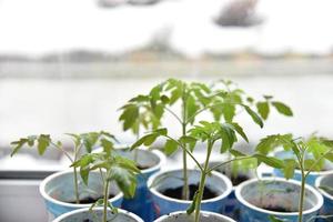 Seedlings in spring in pots on the windowsill photo