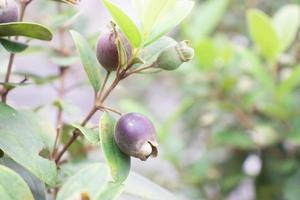 purple berries from the forests of Kalimantan photo