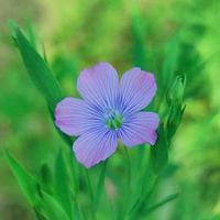 flor de primavera foto