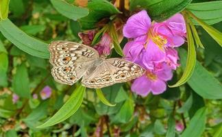 mariposa sentada en una flor foto